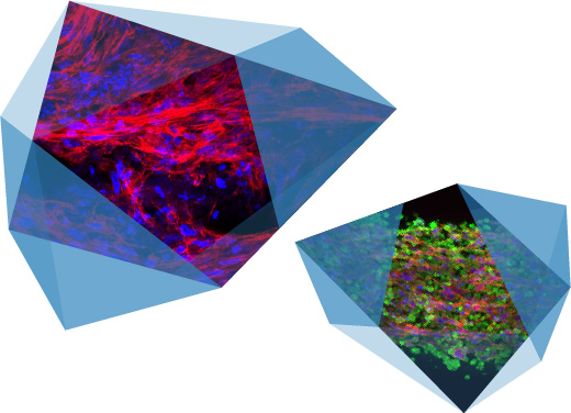3D-printed human tissues