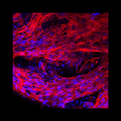 tissue regeneration icon background