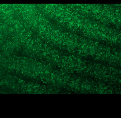 maintain viability icon background